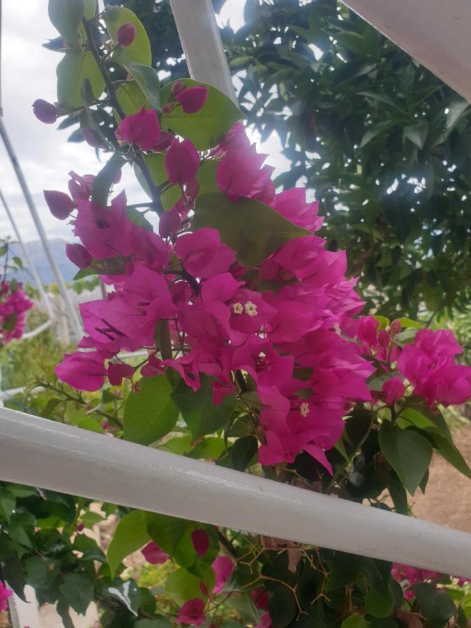 Pensjonat Rosemary House Saranda Zewnętrze zdjęcie